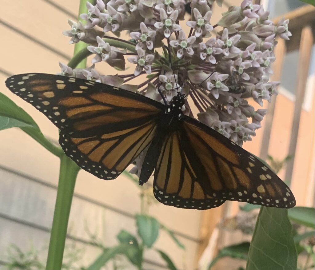WELCOME MONARCH VISITORS!